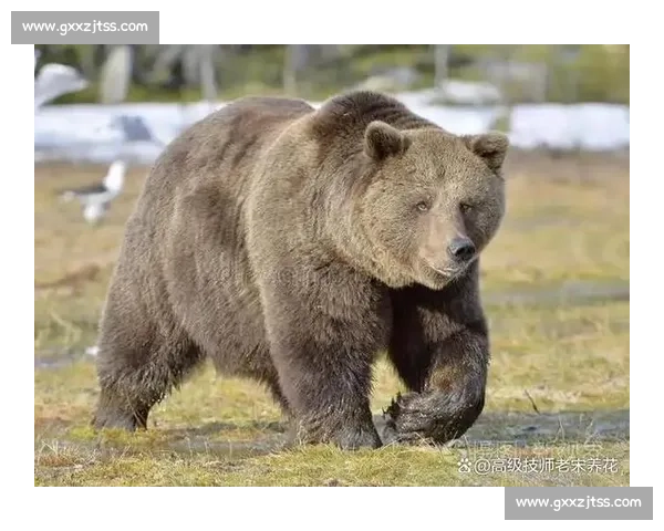 赤手凡人对决猛虎生死博弈的人性勇气与自然法则冲突与边界启示